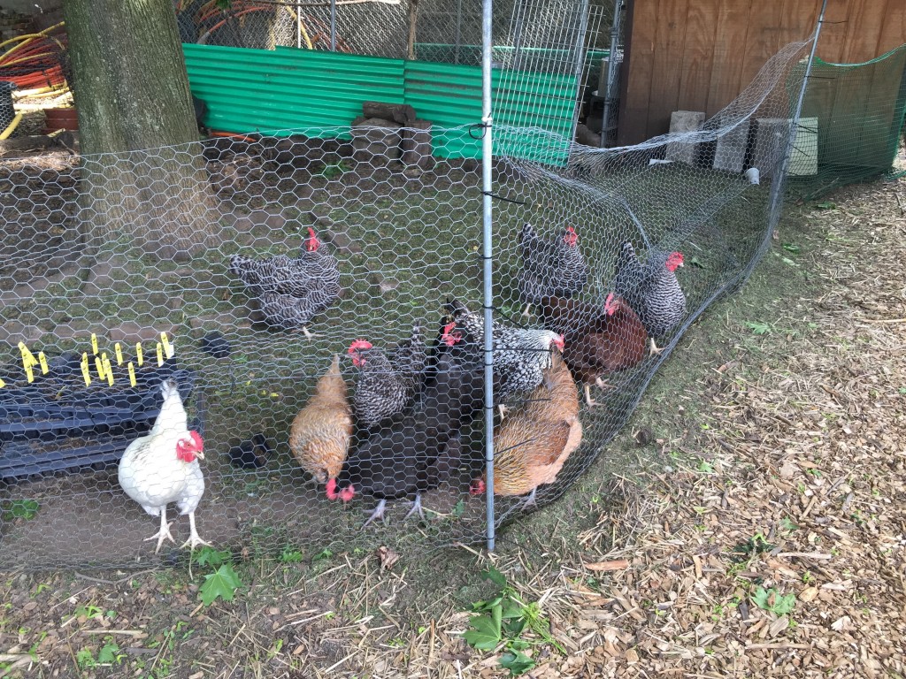 Productive Chickens